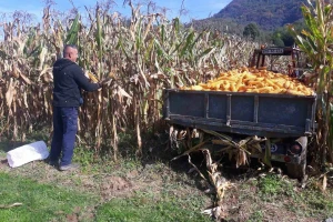 Prepolovljen rod kukuruza, a suša nije jedini razlog?