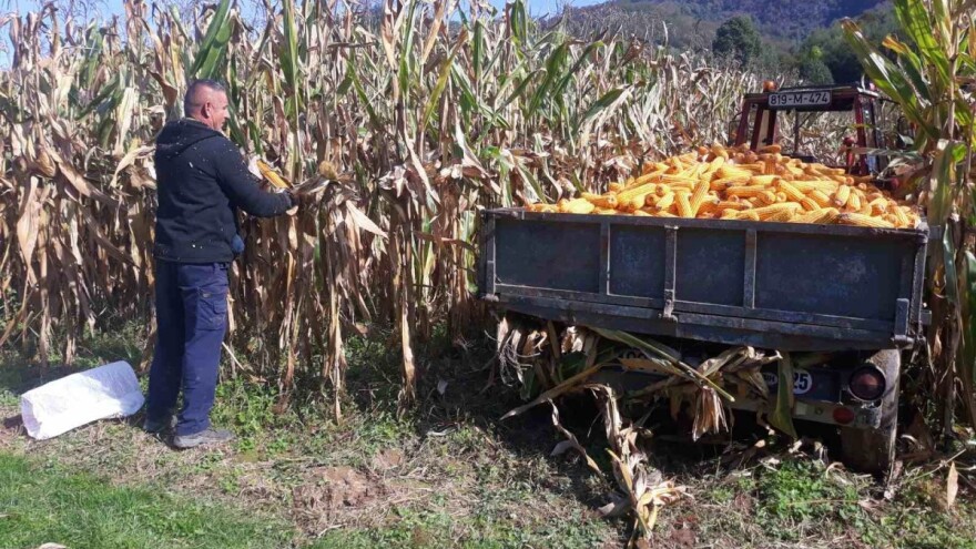Prepolovljen rod kukuruza, a suša nije jedini razlog?