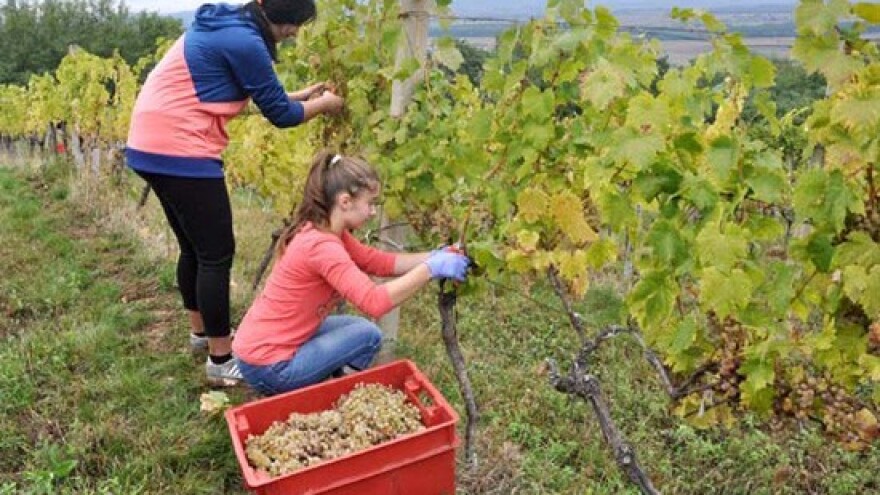 Što nakon organskog?