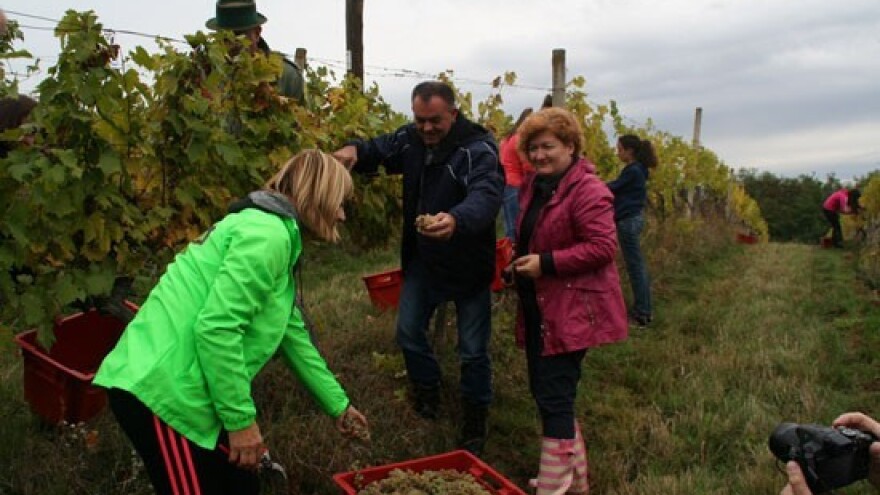 Učenici, ravnatelji i župan u berbi grožđa