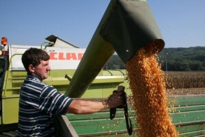 Dani polja Syngentinih hibrida kukuruza