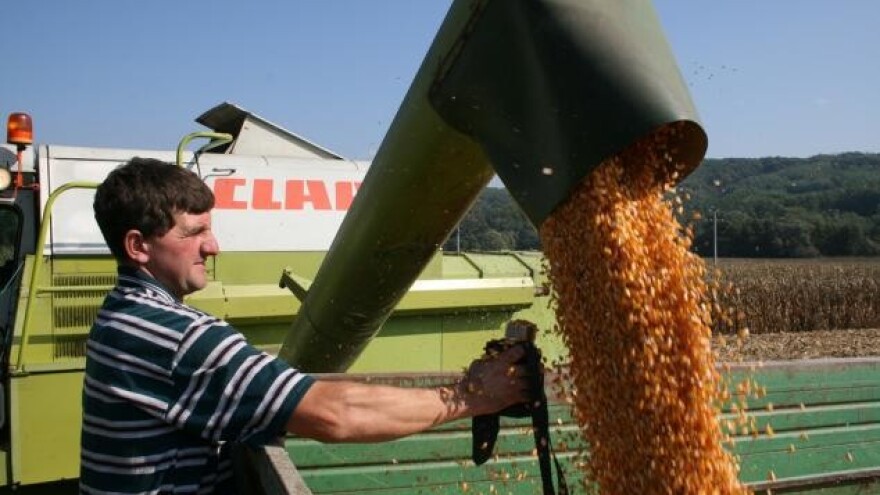 Dani polja Syngentinih hibrida kukuruza