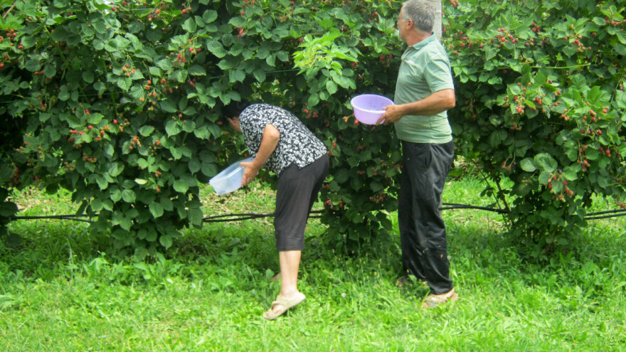 Pravilnom rezidbom kupine do visokog prinosa i kvalitetnog roda