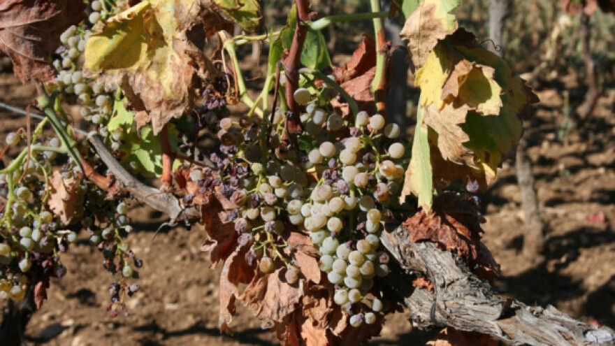 Lucifer bere vinograde u Ravnim kotarima