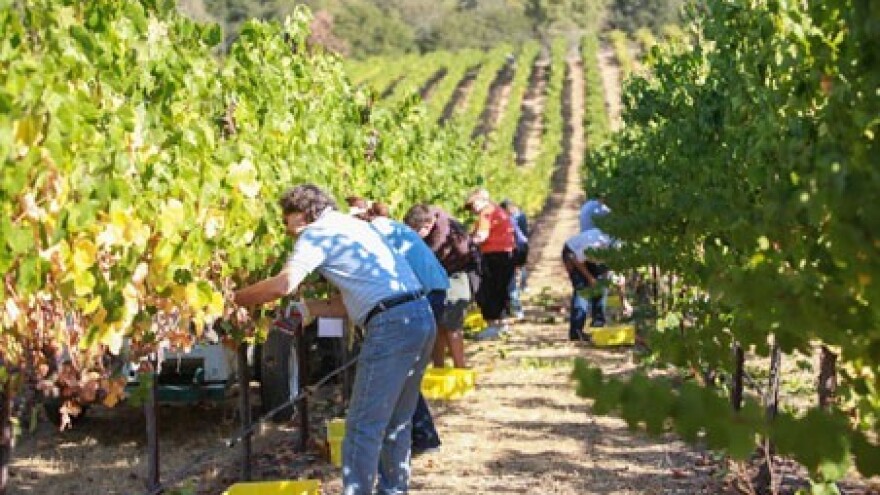 U Međimurju počela berba muškata otonela