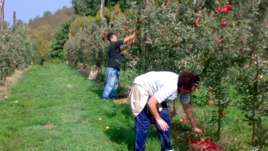 Poziv na berbu starinskih sorti jabuka