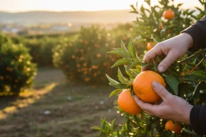 Berbom mandarina do turista