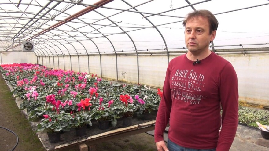 Bernard Savi stručnjak je u uzgoju ciklame: Najbolje uspijeva na 12 Celzijevih stupnjeva