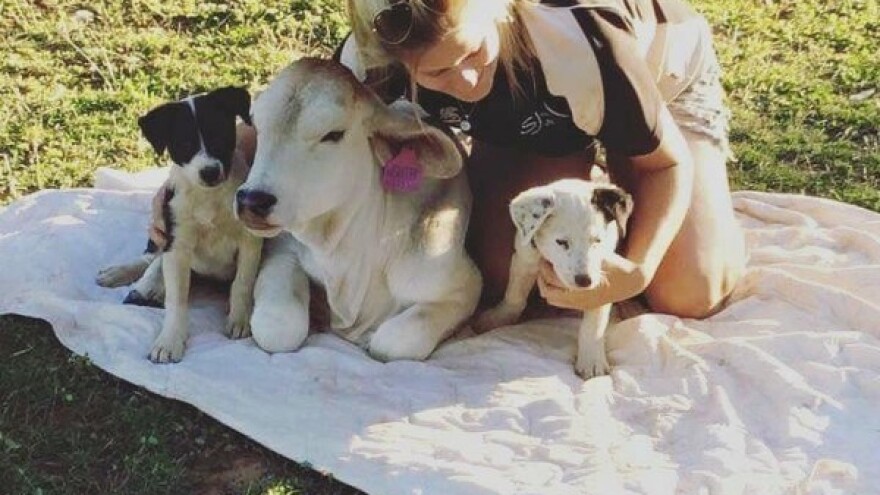 Beril je krava - misli da je pas i voli banane!