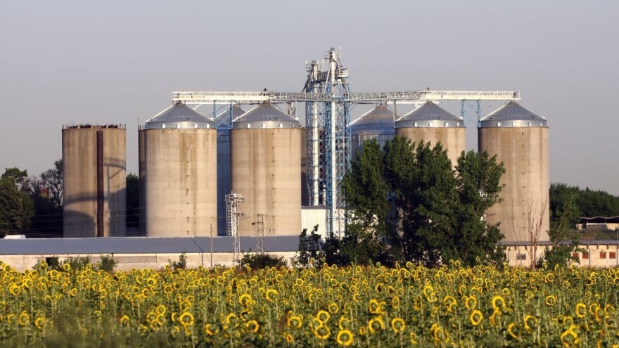 Stručnjaci predviđaju smanjenje svjetske proizvodnje suncokreta