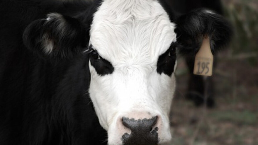 Agresivne krave napadaju turiste