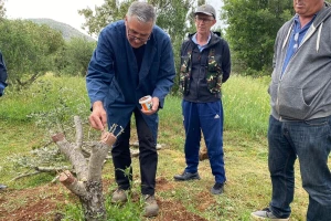 Besplatna škola kalemljenja masline: Prijave do 10. maja