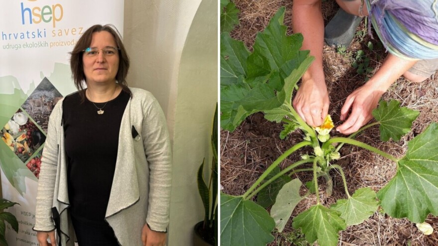 Besplatno: Hrvatski vodič za eko sjemenarstvo – kako sačuvati i registrirati domaće sjeme?