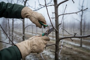 Besplatno naučite sve o pravilnoj rezidbi voćaka
