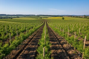 Bespovratna sredstva iz IPARD-a za trajni nasad šljiva