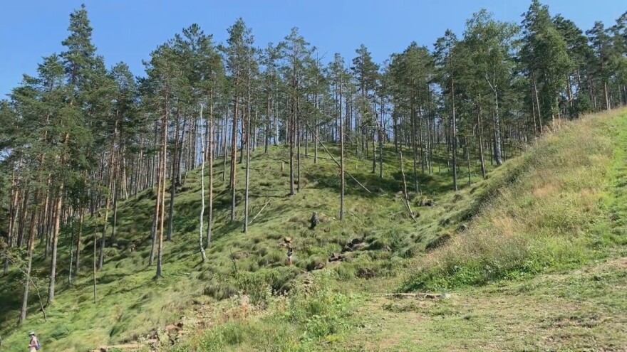 Jesmo li bogati siromašnim šumama?