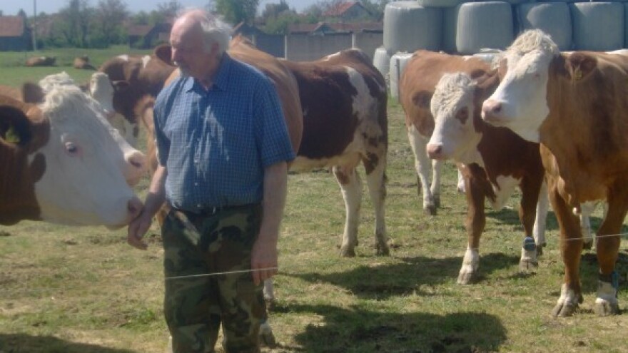 Hrvatskim mljekarima još ni lipa pomoći