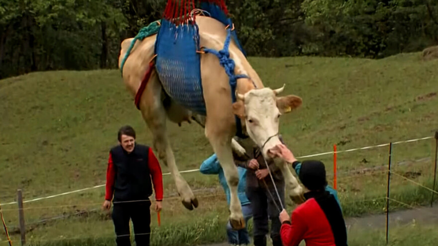 Švajcarci evakuisali ljude i stoku zbog pretnje od klizišta, helikopterom spašena i krava Loni