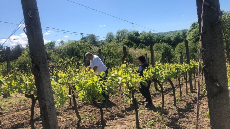 Boško i Milka u Doboju čuvaju tajnu za dobro vino: Zemlja je teška sionica