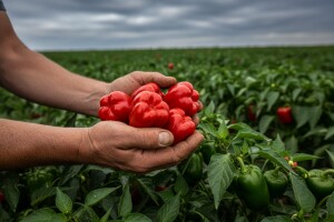 Bez paprike nema ni kulena!