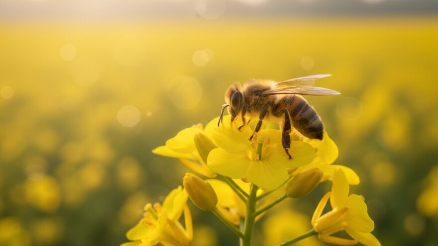 Bez pčela nema opstanka poljoprivrede