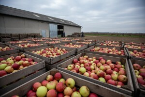 Bez skladišnih kapaciteta upitan opstanak voćarstva