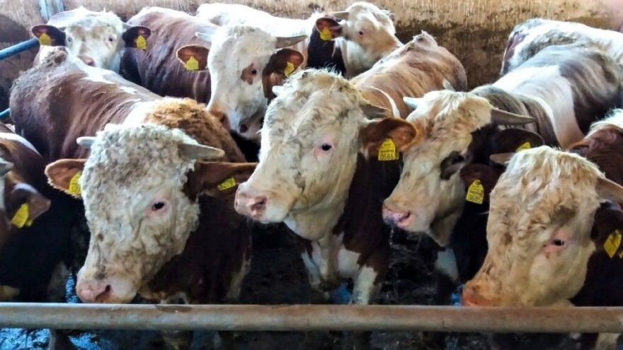 Robne rezerve: Do 10.000 tona merkantilnog kukuruza za tovnu junad