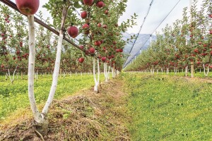 Bibaum sadnice: Jedan kalem sa dvije grane