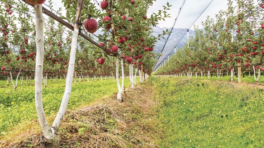 Šta su bibaum sadnice?