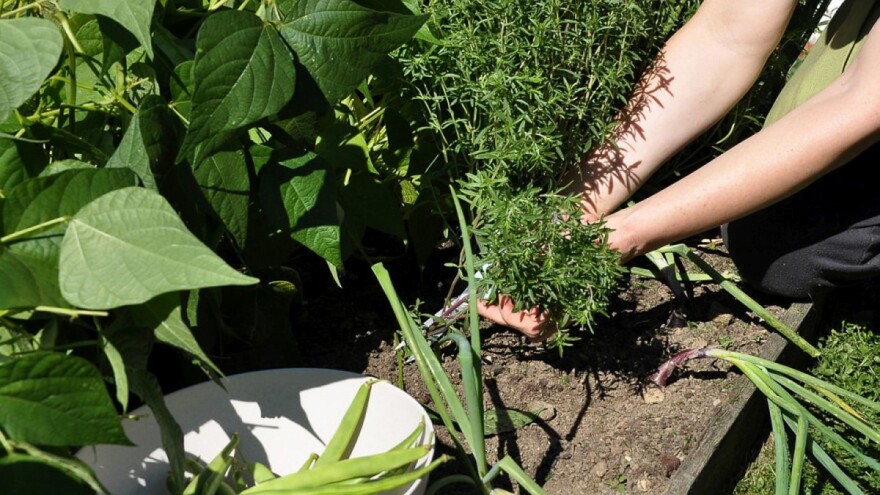 Čubar: Zamjena za biber i biljka koja dobro podnosi sušu