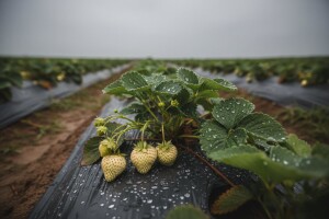 Biće jagoda, ali neće biti slatke