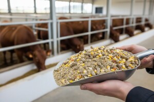 BICRO: brži i jeftiniji uzgoj domaćih životinja