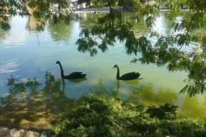 Biodiverzitet doveden na ivicu opstanka - šta možemo da učinimo?