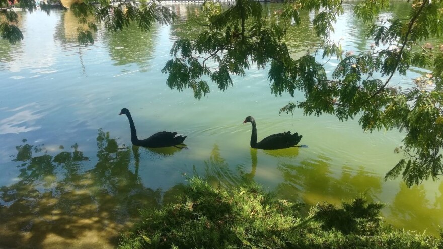 Biodiverzitet doveden na ivicu opstanka - šta možemo da učinimo?