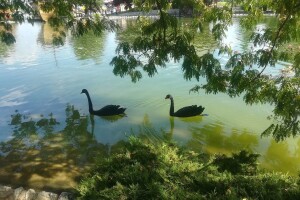 Biodiverzitet doveden na ivicu opstanka - šta možemo učiniti?