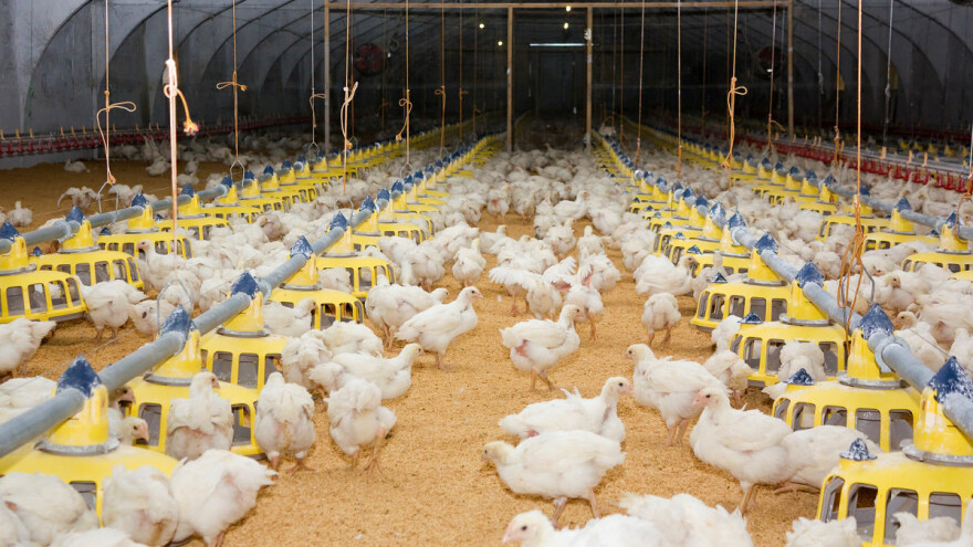 Ptičji grip: Zabrinutost živinara sve veća, u pitanju je opstanak?