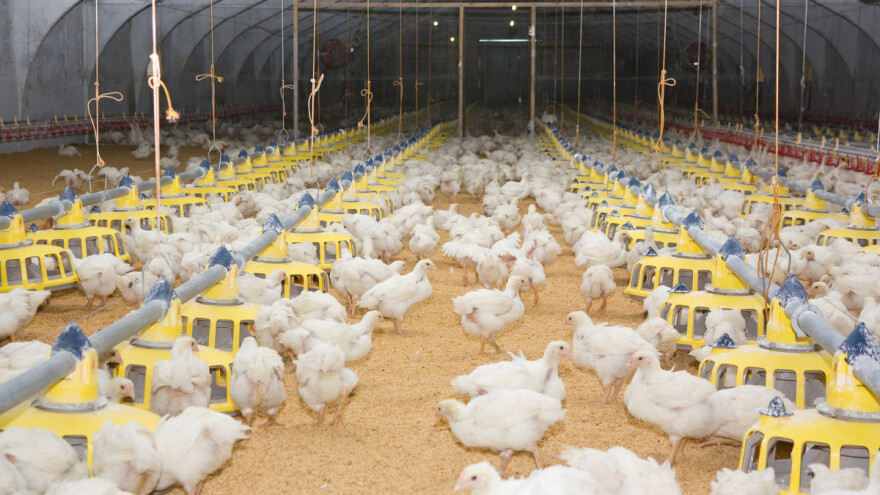 Pao izvoz peradarskih proizvoda, uvoz povećan, a bilježimo suficit