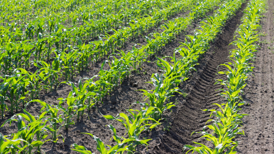 Kukuruz priželjkuje noći sa rosom