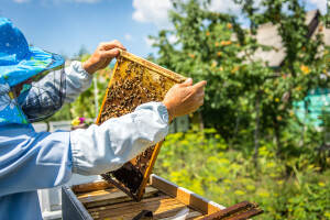 Pčelari, započela je predaja zahtjeva za potpore zbog gubitka paše