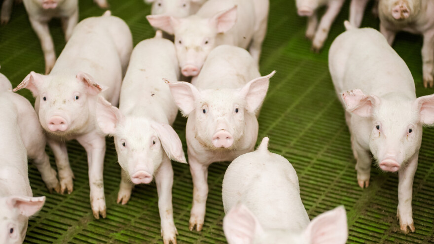 Smanjuju uvoz mesa: Kina u 2021. menja agrarnu politiku