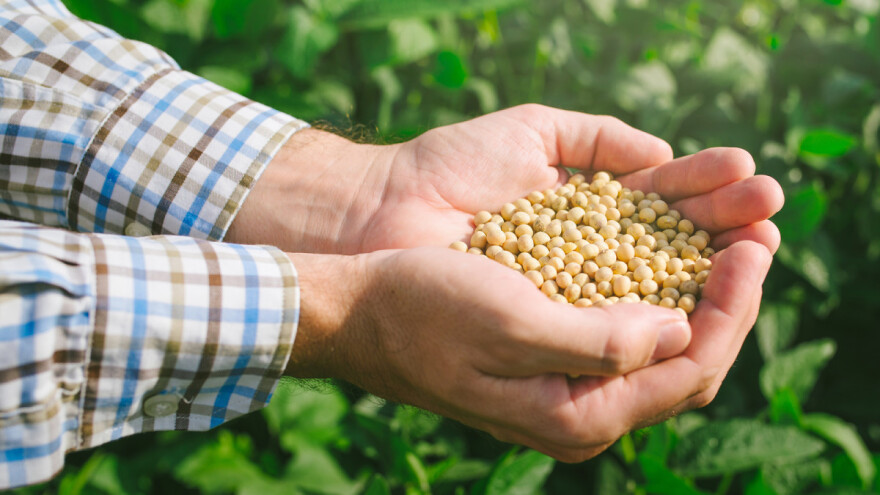EU dozvolila upotrebu soje iz SAD-a: Za koju svrhu?