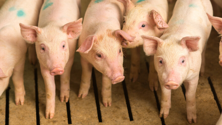 Obnavljanje stada u Kini prouzročilo drastičan pad cijena svinja