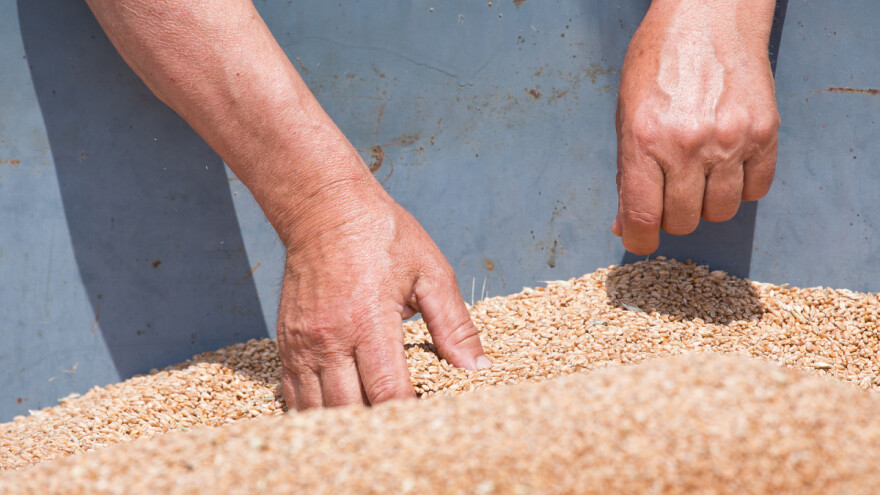 Pšenica zabilježila rekordnu cijenu: Korist od toga nemaju ratari, a tko onda ima?
