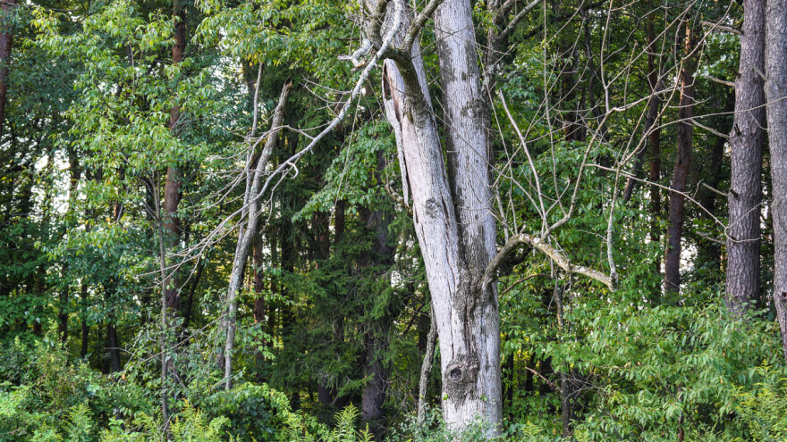 Hrvatska kao primjer dobre prakse u očuvanju i zaštiti šuma?