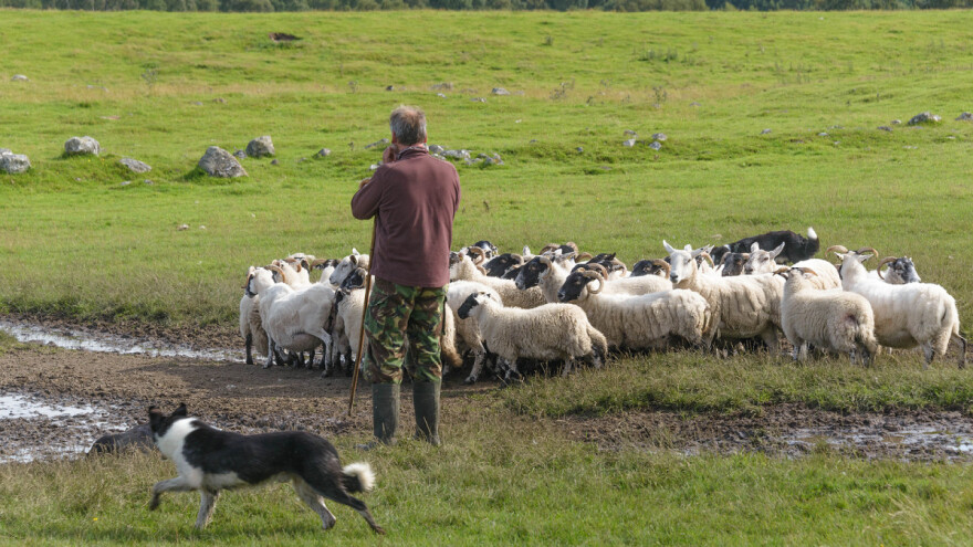 Objavljen Prijedlog Pravilnika za zakup zajedničkog pašnjaka u vlasništvu RH
