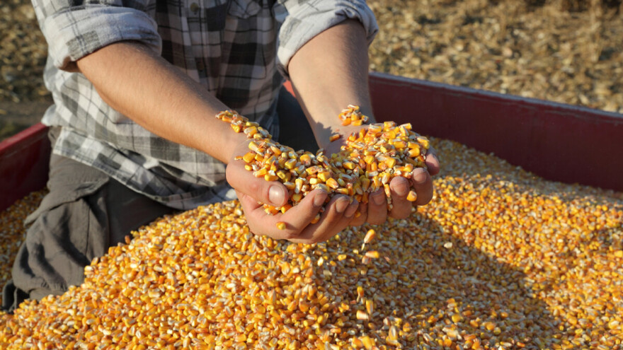 Najviše se trgovalo kukuruzom, pšenica - 20 din/kg bez PDV-a