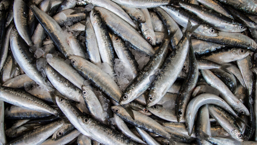 Prijave u tijeku: Za ribarstvo i akvakulturu Natječaj vrijedan 40 milijuna kuna