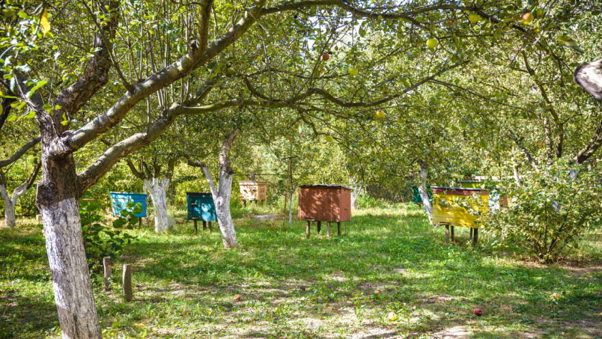 Pomor pčela u Pomoravlju zbog nepropisnog korišćenja pesticida