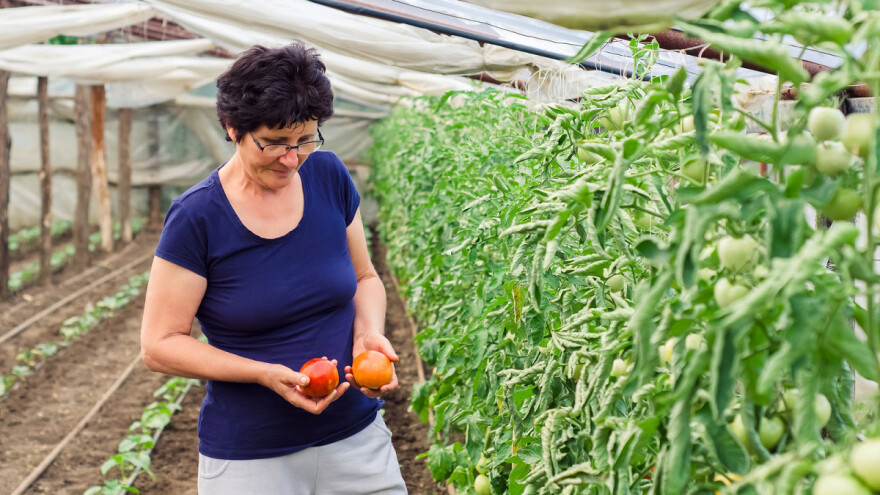 Plastenički uzgoj povrća ima pozitivan trend - u nabavku objekata uloženo preko 200.000 KM