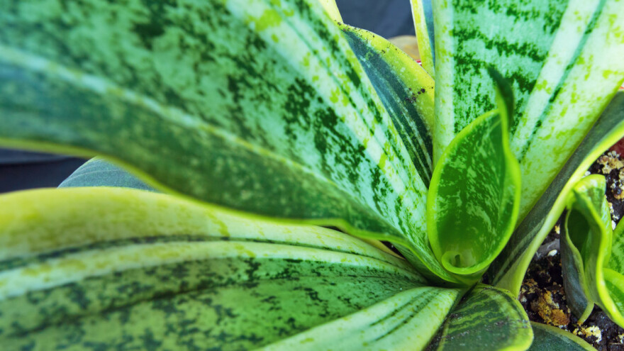 Sanseverija - uzgoj i razmnožavanje